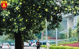 [ẢNH] Hà Nội nồng nàn hương hoa sữa